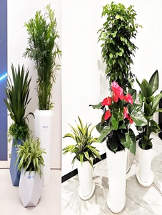 鄞州绿化修剪公司