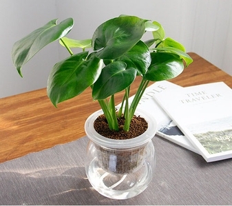 杭州湾绿化修剪，实惠之选别错过！