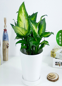 探寻宁波前湾盆景租赁，实惠背后的美丽！