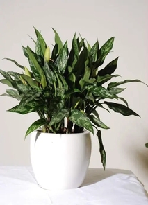 感受宁波余姚花木租赁设计的别样风情